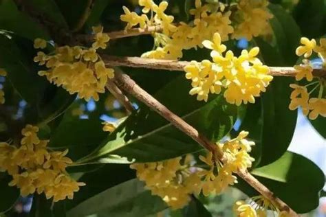 桂花树风水|桂花树的风水禁忌有哪些？听说桂花树是家中凶祸之兆